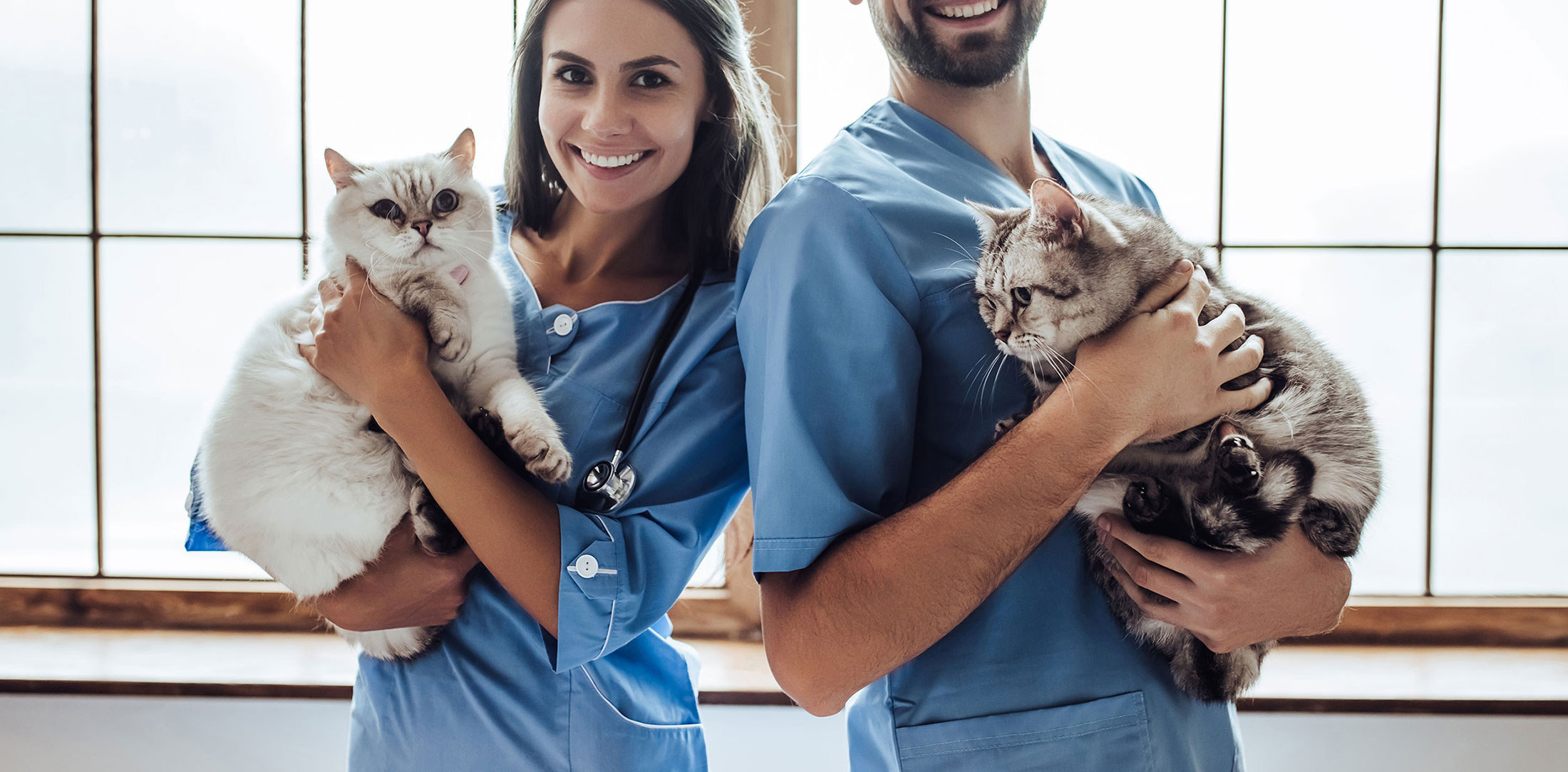 Career Opportunities Cheyenne Mountain Animal Hospital