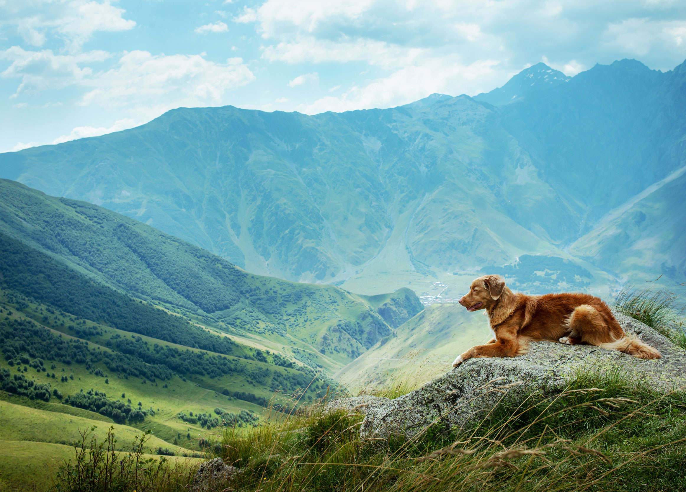 Veterinarian & Animal Hospital in Colorado Springs, CO Cheyenne
