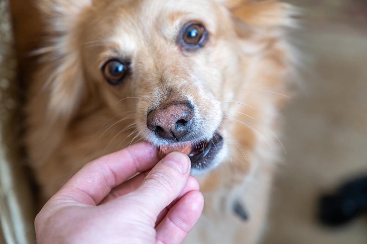 Pet Heartworm Prevention in Colorado Springs CO Cheyenne Mountain