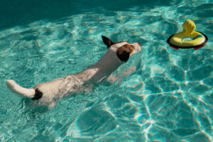 dog pool safety colorado springs, co