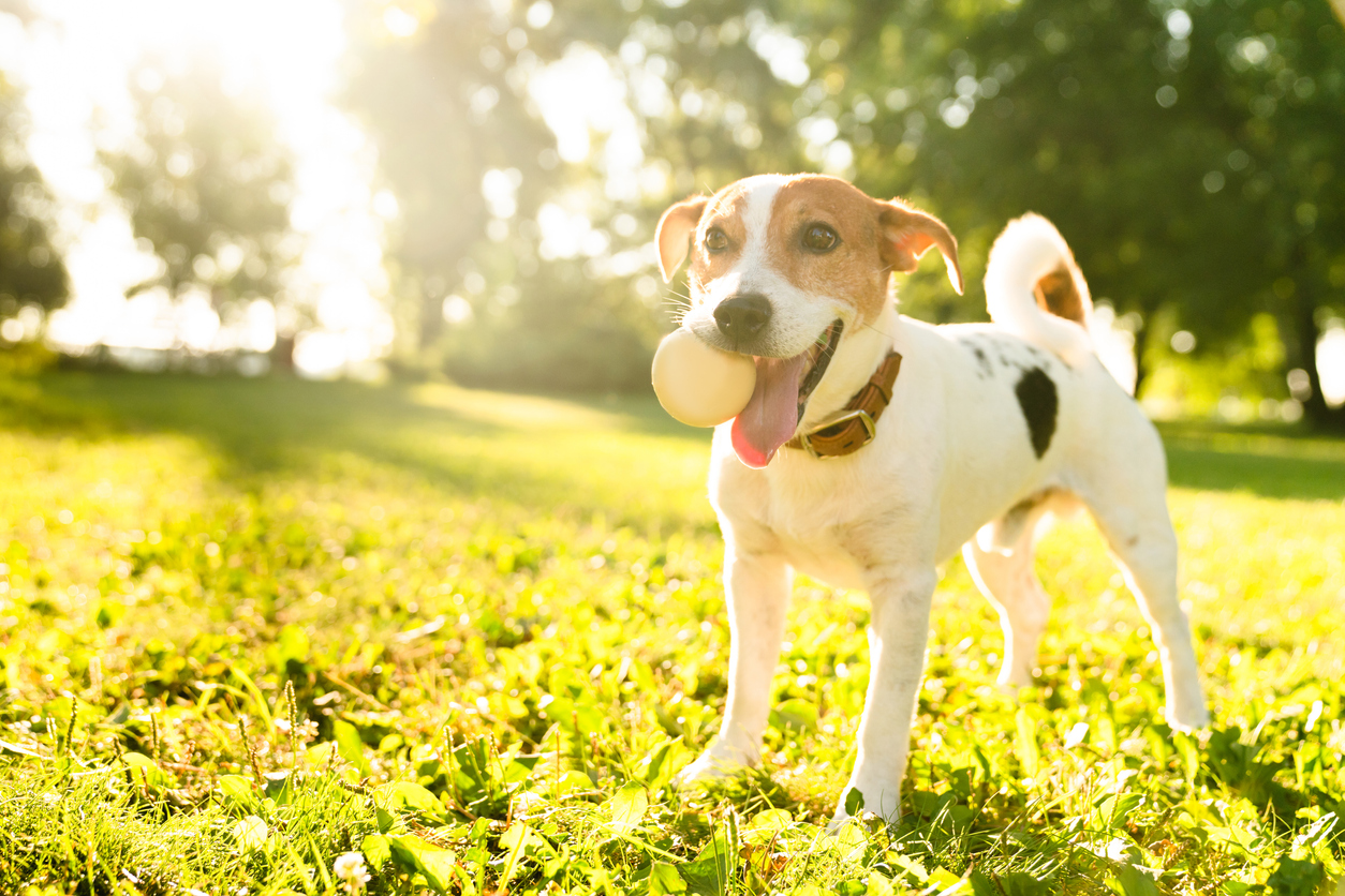 6-signs-of-heat-stroke-in-dogs-cheyenne-mountain