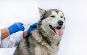 vet-administering-vaccine-to-dog
