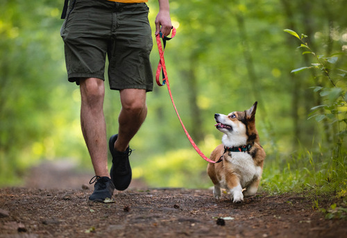 dog-walking-with-owner-on-trail