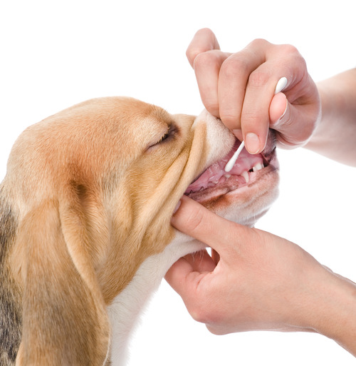 vet-checking-dog's-teeth