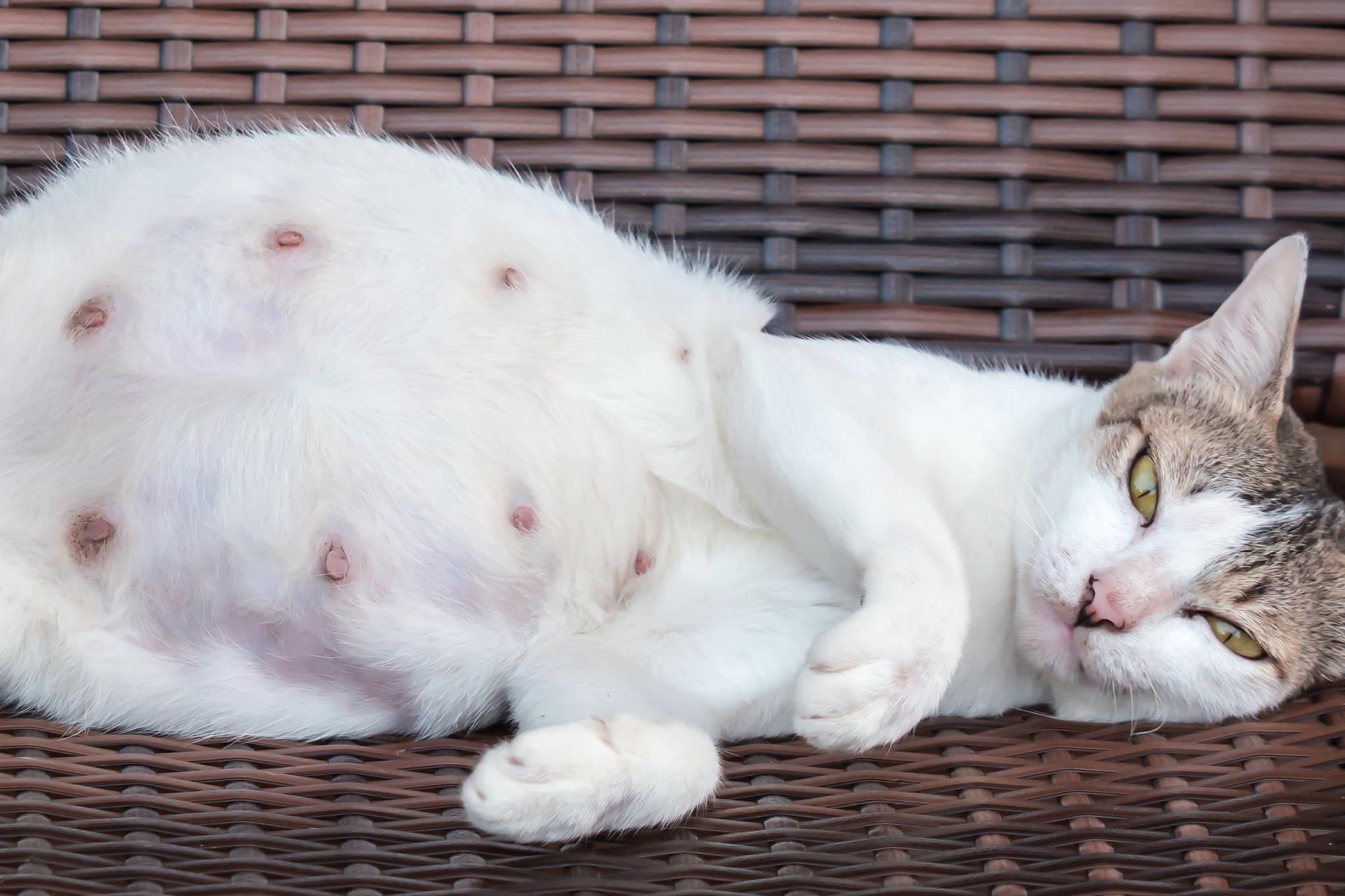 Pregnant Cat Cat Settles Right Into A New Place After Being Left
