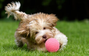 dog playing with pink ball