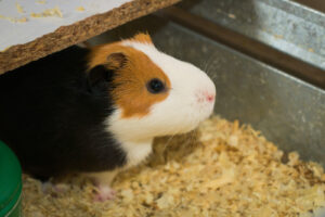 close-up-of-guinea-pig-in-cage