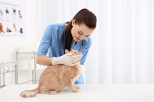 vet-examining-orange-cat-at-clinic