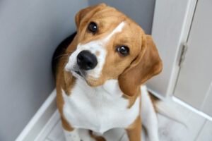 close-up-of-beagle-tilting-its-head-and-looking-at-the-camera