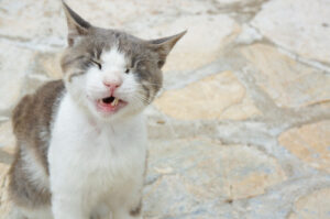 gray-and-white-cat-mid-sneeze