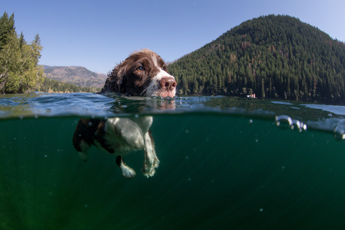 spaniel breed dog swimming a lake with a view underwater