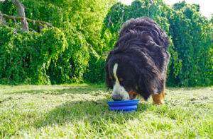 bernese mountain dog drinking from collapsible bowl outside