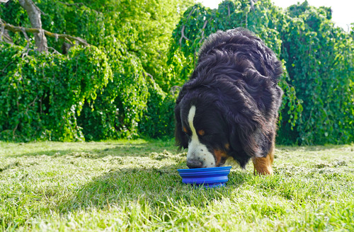 bernese mountain dog drinking from collapsible bowl outside