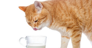 orange cat getting ready to drink from a glass of milk