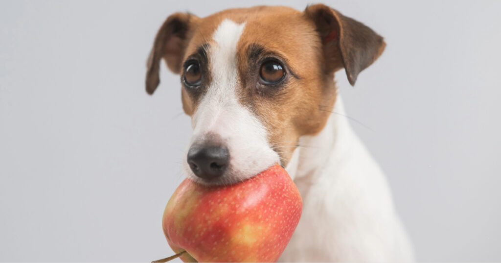 dog holding an apple in its mouth