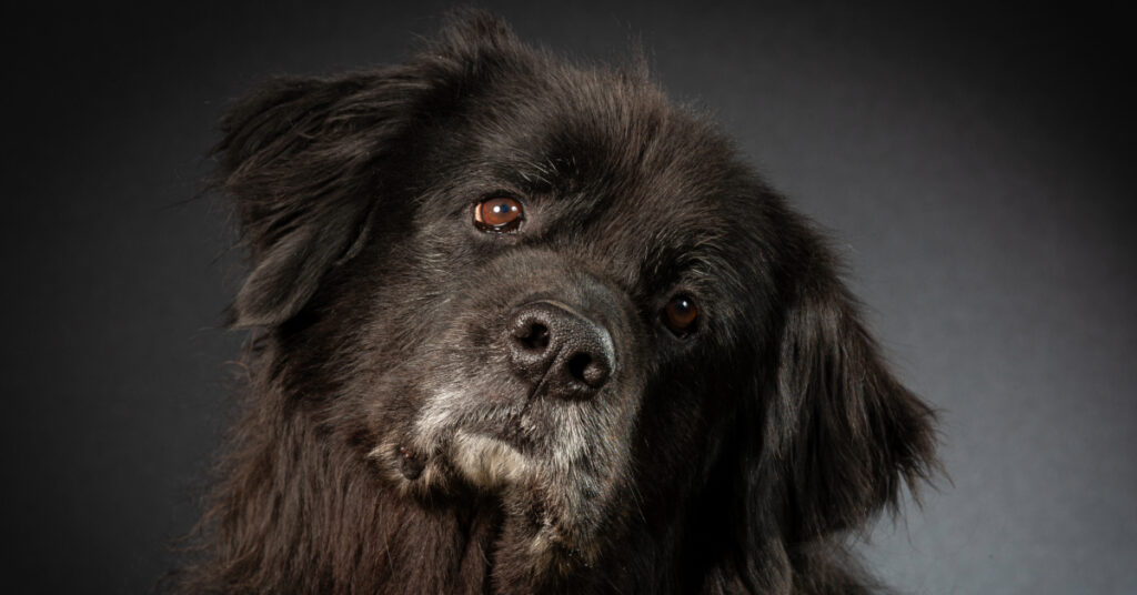 black newfoundlander dog with his head tilted
