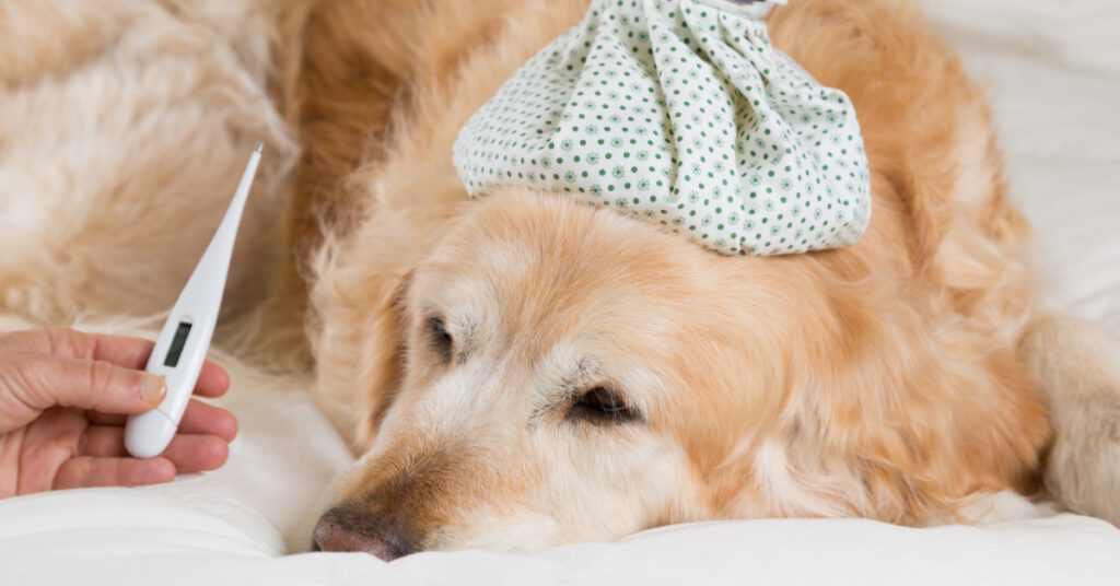 golden retriever dog laying on the bed with an ice pack on its head and owner holding a thermometer