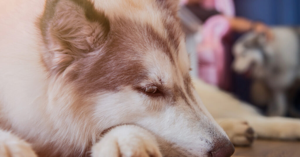 sleepy Siberian husky dog laying on the floor