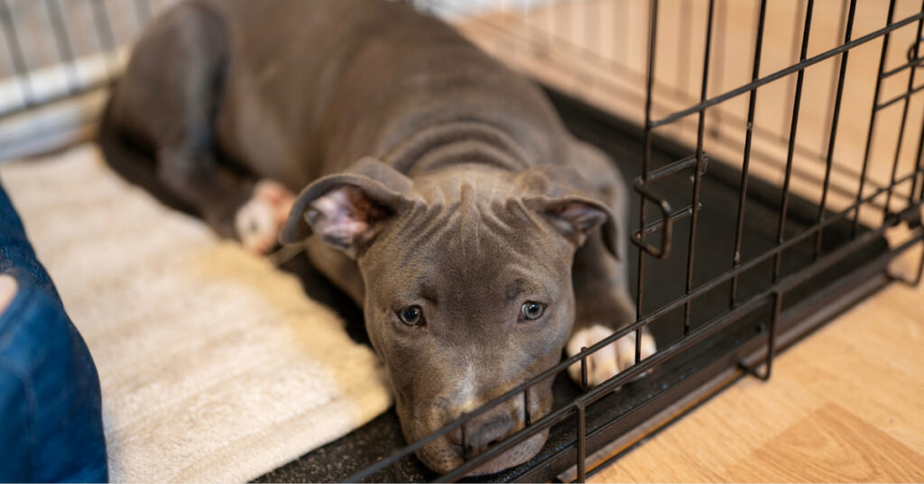 puppy laying in his crate and waiting