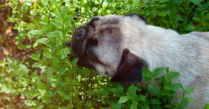 pug dog eating about to eat blueberries off of a bush outside