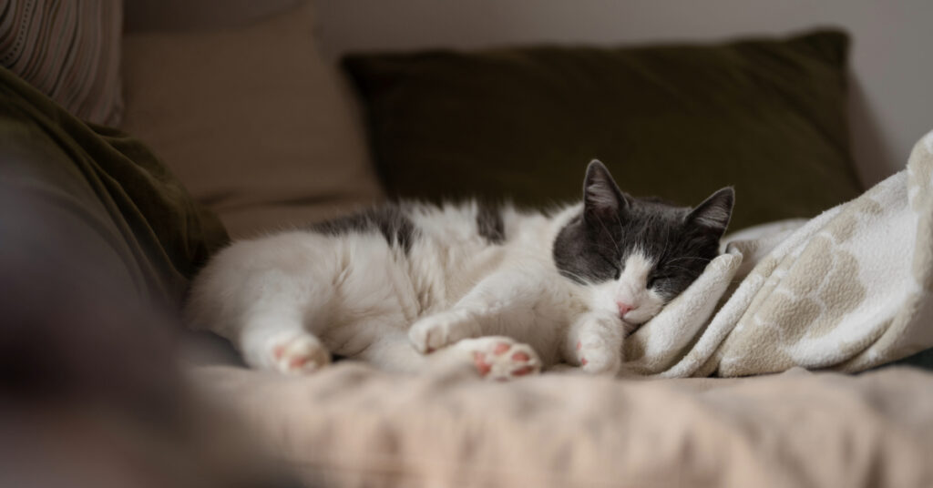 cat sleeping on a blanket as an example of cat lethargy symptoms