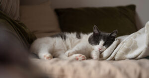 cat sleeping on a blanket as an example of cat lethargy symptoms