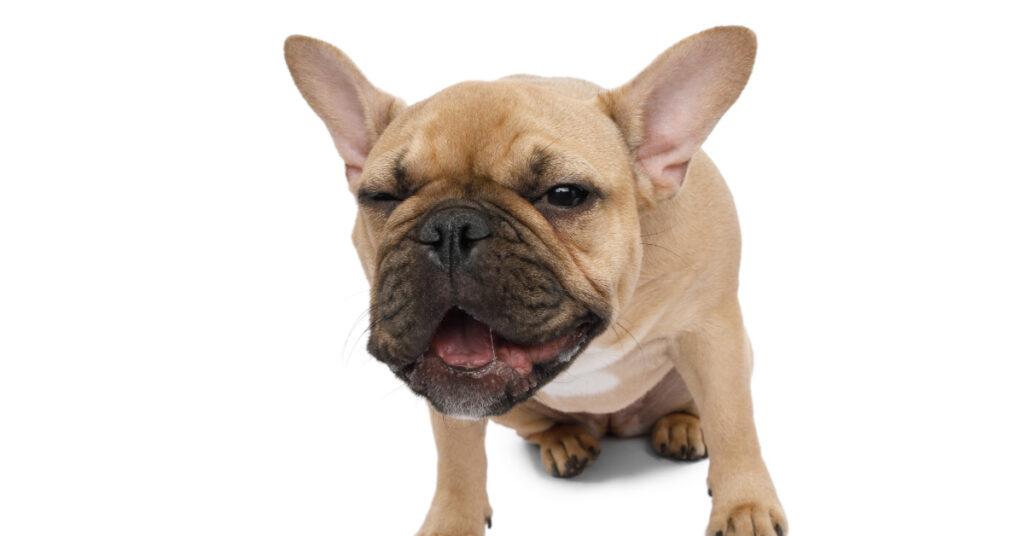 French bulldog coughing while sitting against a white background