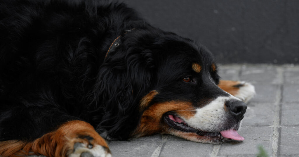 Bernese Mountain dog laying on the floor while panting
