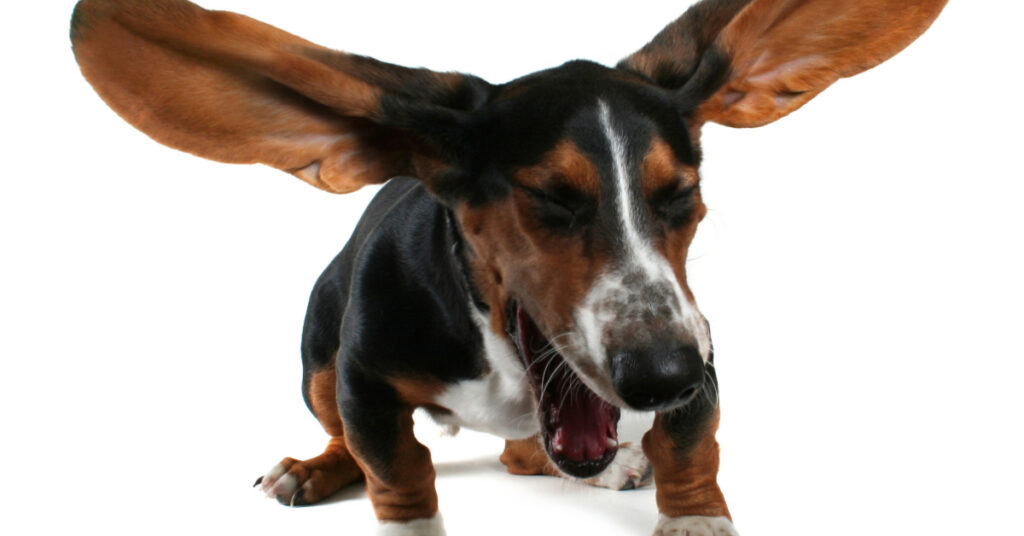 basset hound dog sneezing while ears fly backward
