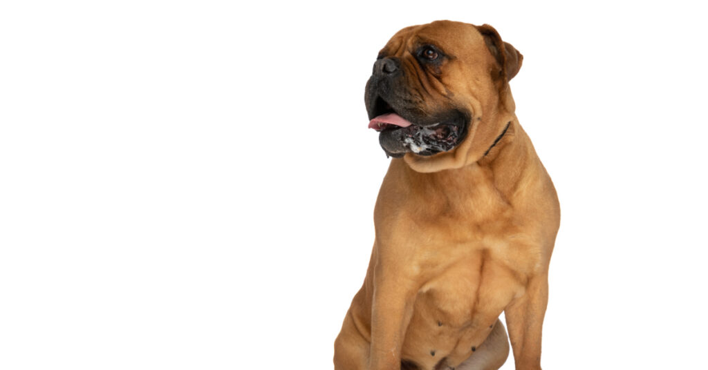 Bullmastiff dog panting and drooling